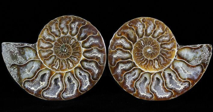 Sliced Fossil Ammonite Pair - Agatized #39574